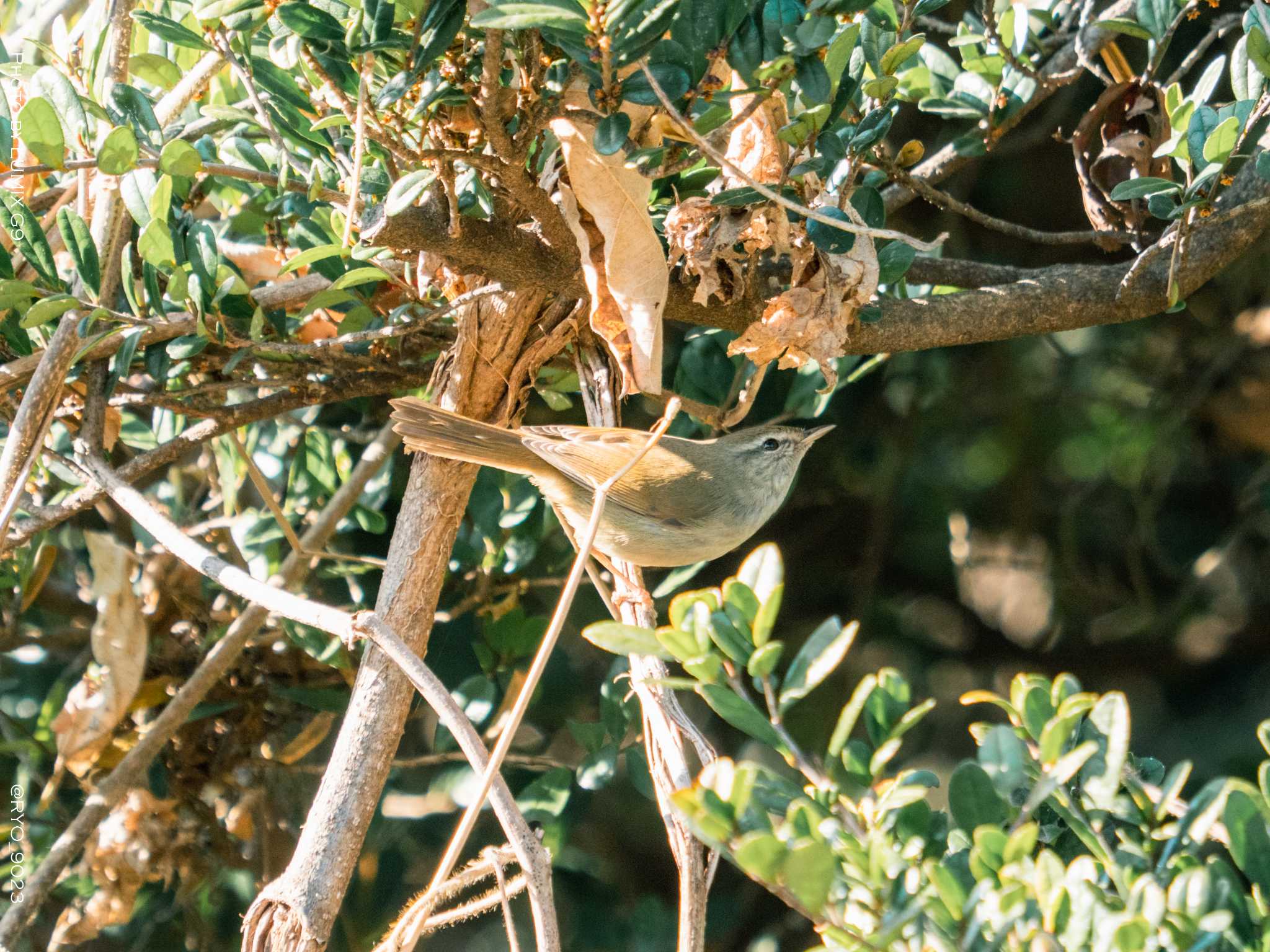 Photo of Japanese Bush Warbler at Kasai Rinkai Park by Ryo_9023