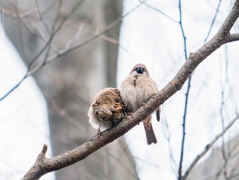 Eurasian Tree Sparrow Yoyogi Park Sun, 2/14/2021