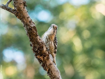 Japanese Pygmy Woodpecker Kasai Rinkai Park Sun, 1/31/2021