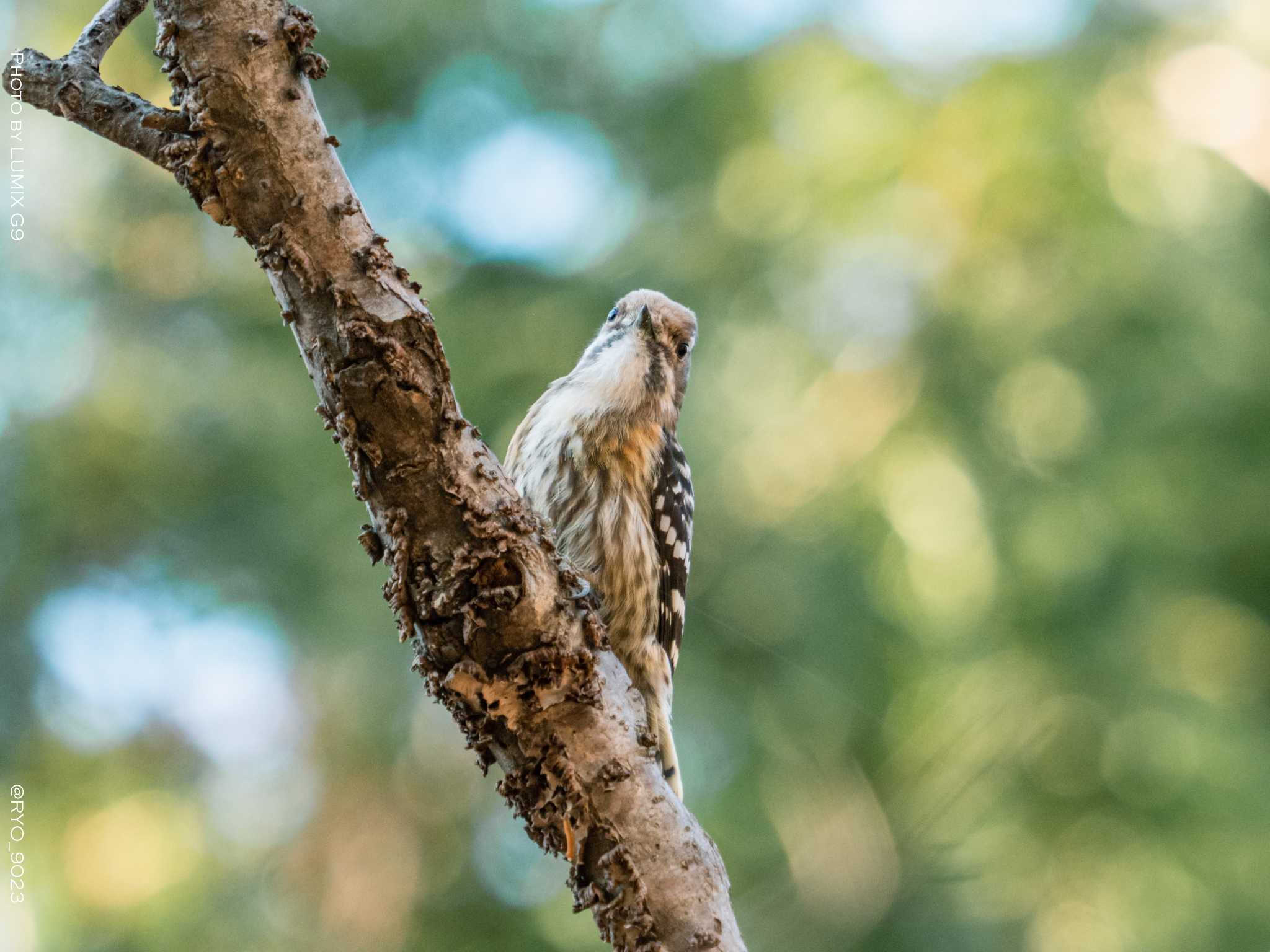 Photo of Japanese Pygmy Woodpecker at Kasai Rinkai Park by Ryo_9023