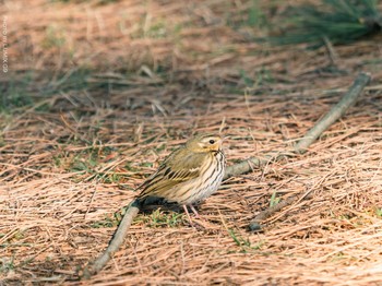 Olive-backed Pipit Kasai Rinkai Park Wed, 2/3/2021