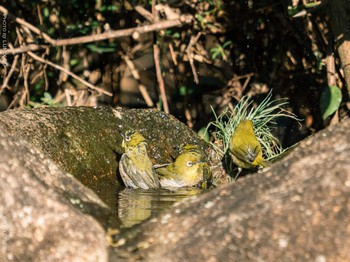 Warbling White-eye Kasai Rinkai Park Sun, 1/31/2021