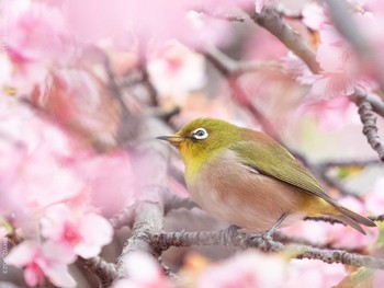 Warbling White-eye Yoyogi Park Sun, 2/14/2021