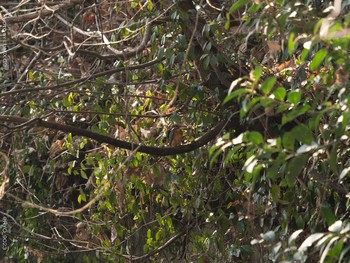 Common Kingfisher Inokashira Park Sun, 2/14/2021