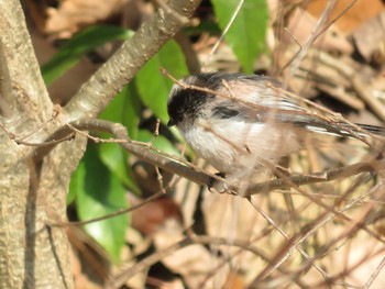 Long-tailed Tit 岡山市東山 Tue, 1/3/2017