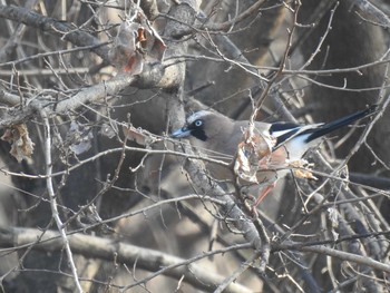 2021年2月14日(日) 芝川第一調節池(芝川貯水池)の野鳥観察記録