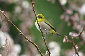 Warbling White-eye 嵯峨野 Mon, 2/15/2021