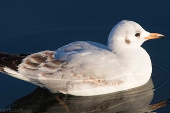 ユリカモメ 舎人公園 2017年1月2日(月)