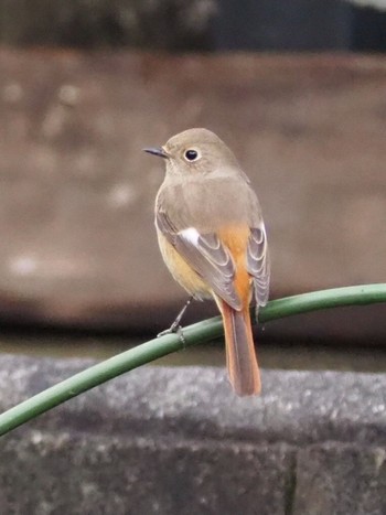 Daurian Redstart 神戸市北区 Mon, 2/15/2021