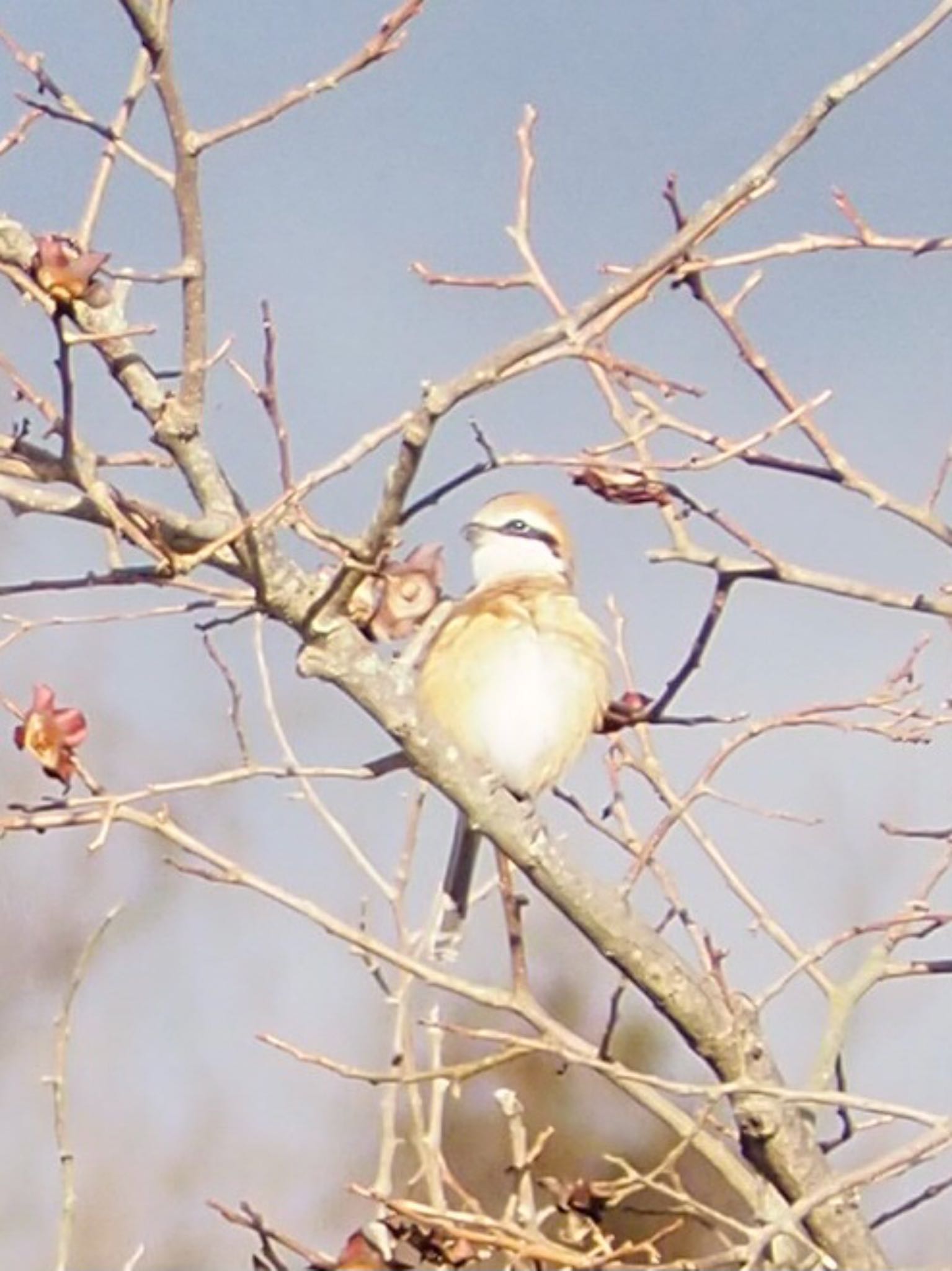 Photo of Bull-headed Shrike at 神戸市北区 by Moe