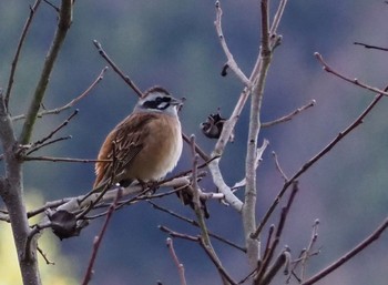 Meadow Bunting 神戸市北区 Mon, 2/15/2021