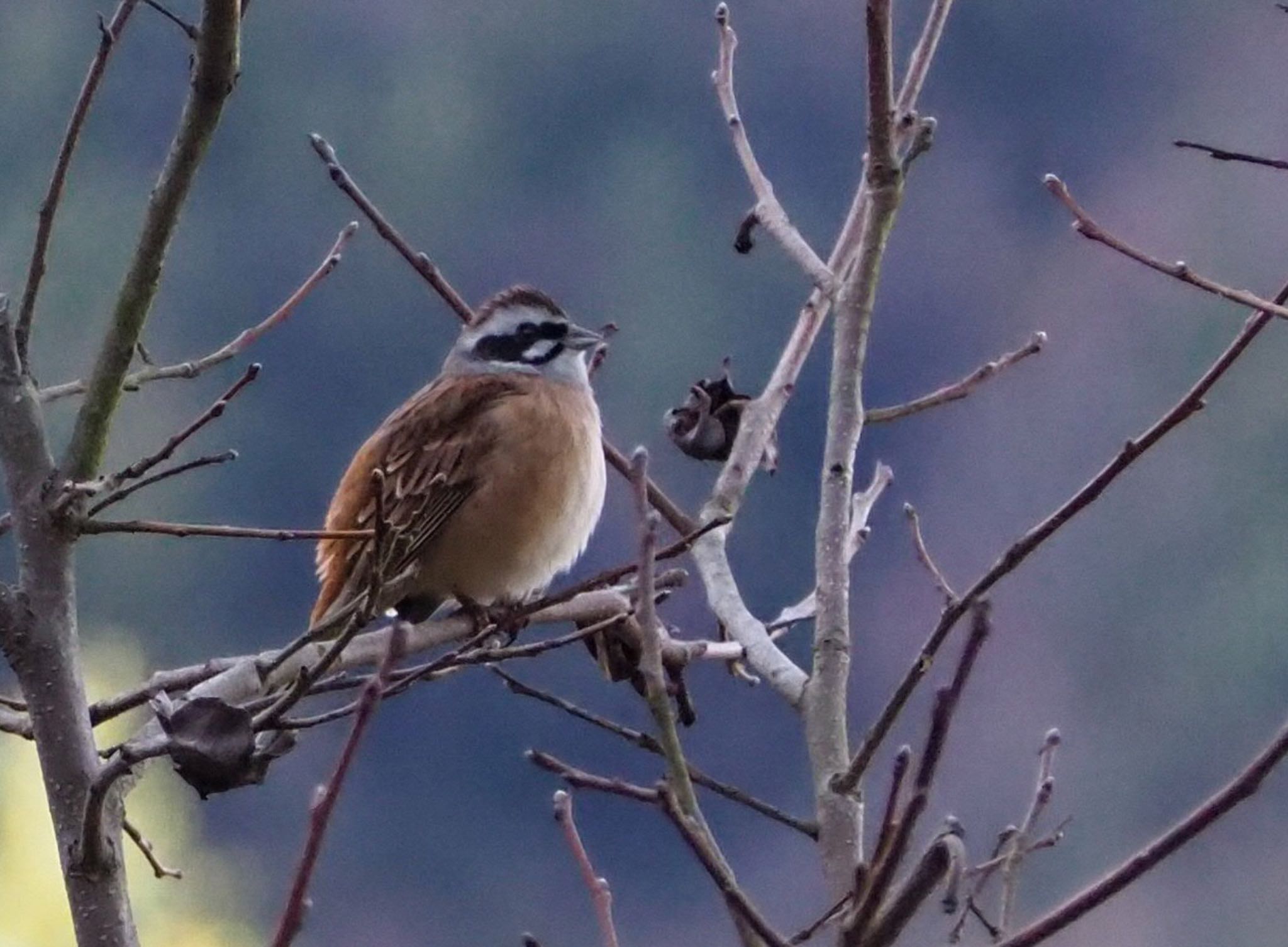 Photo of Meadow Bunting at 神戸市北区 by Moe