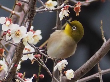 メジロ 場所が不明 2021年2月15日(月)