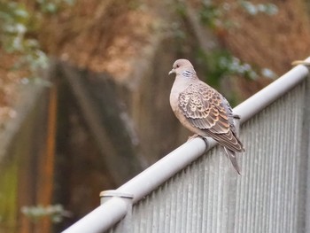 Oriental Turtle Dove 神戸市北区 Mon, 2/15/2021