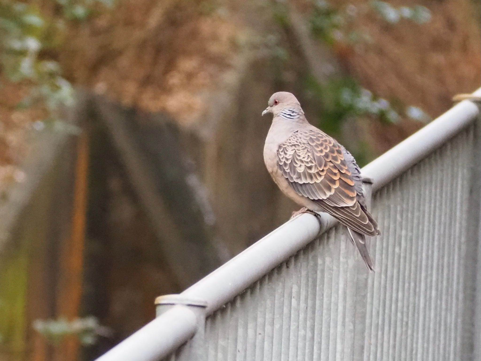 Photo of Oriental Turtle Dove at 神戸市北区 by Moe