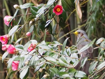 Brown-eared Bulbul 神戸市北区 Mon, 2/15/2021