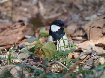 シジュウカラ 生田緑地 2021年2月14日(日)