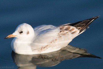 ユリカモメ 舎人公園 2017年1月2日(月)