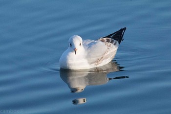 ユリカモメ 舎人公園 2017年1月2日(月)