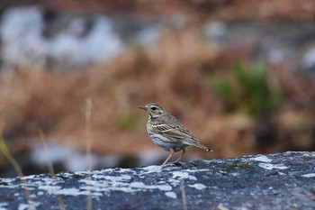 Mon, 2/15/2021 Birding report at 和歌山城公園