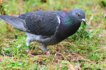 カワラバト 和歌山城公園 2021年2月15日(月)