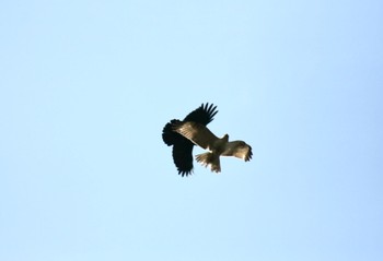 Eastern Buzzard 上尾丸山公園 Sat, 2/13/2021