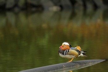 2021年2月15日(月) 薬師池公園の野鳥観察記録