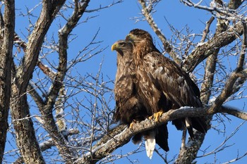 White-tailed Eagle 北海道 Thu, 2/11/2021