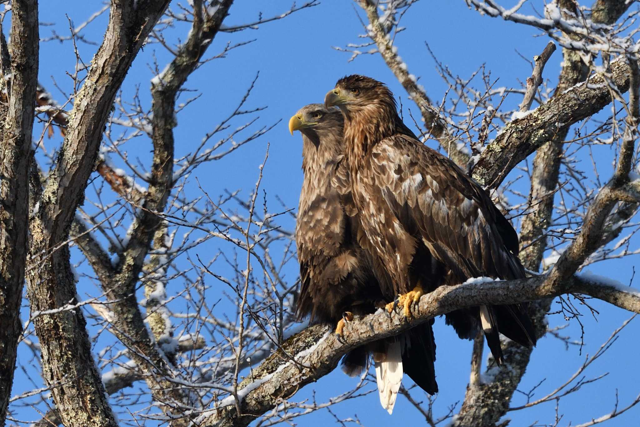 Photo of White-tailed Eagle at 北海道 by mike2475