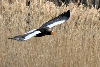 Steller's Sea Eagle 北海道 Sat, 2/13/2021