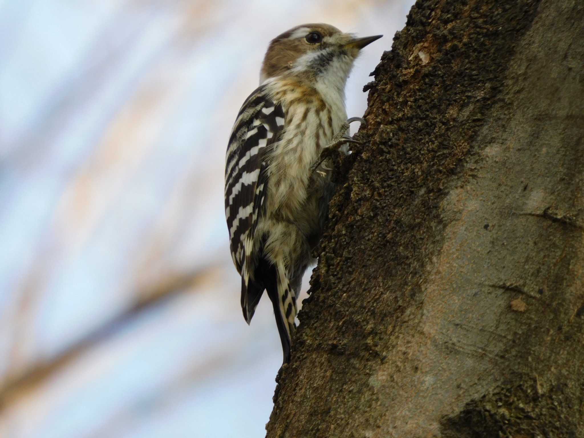 Japanese Pygmy Woodpecker