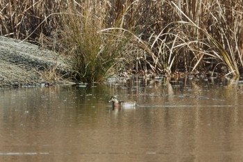 Sat, 12/26/2020 Birding report at Shin-yokohama Park