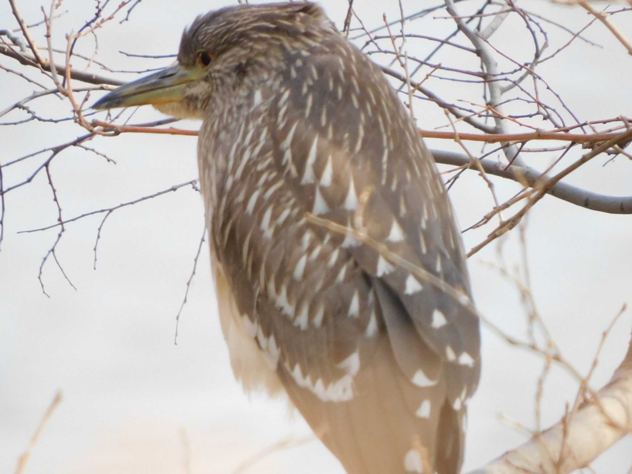 Black-crowned Night Heron