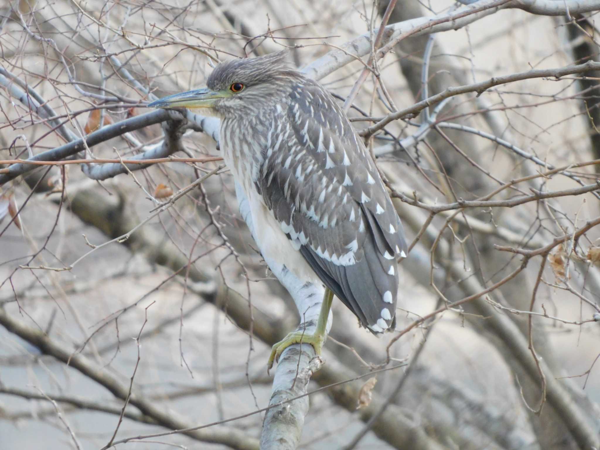 Black-crowned Night Heron