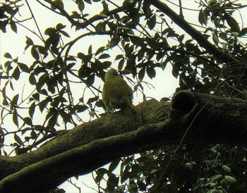 アオゲラ 衣笠山公園 2021年2月14日(日)