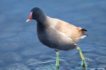 バン 舎人公園 2017年1月2日(月)