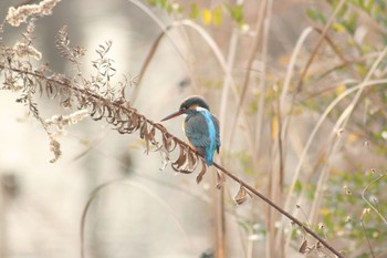 カワセミ 見沼自然公園 2020年12月29日(火)