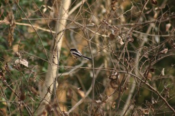 Long-tailed Tit 見沼自然公園 Tue, 12/29/2020