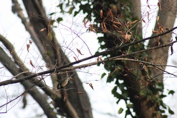 Japanese Tit 見沼自然公園 Tue, 12/29/2020