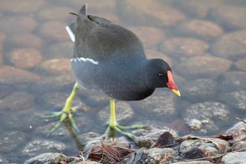 バン 舎人公園 2017年1月2日(月)