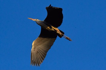 2021年2月13日(土) 大泉緑地の野鳥観察記録