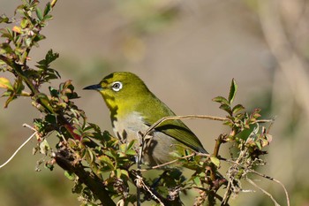 Wed, 2/3/2021 Birding report at Nogawa