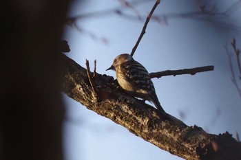 Japanese Pygmy Woodpecker 千葉市平和公園 Sun, 2/14/2021
