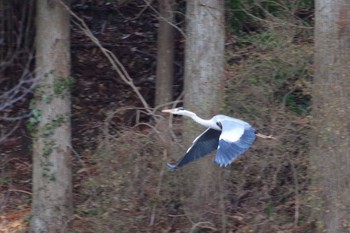 Grey Heron 千葉市平和公園 Sun, 2/14/2021