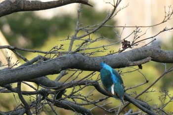 カワセミ 日比谷公園 2021年2月7日(日)