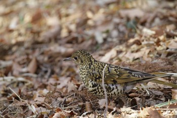 2021年2月11日(木) 座間谷戸山公園の野鳥観察記録