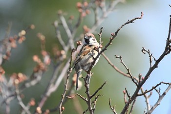 Eurasian Tree Sparrow 嵯峨野 Sat, 2/13/2021