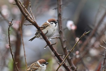 Eurasian Tree Sparrow 嵯峨野 Mon, 2/15/2021