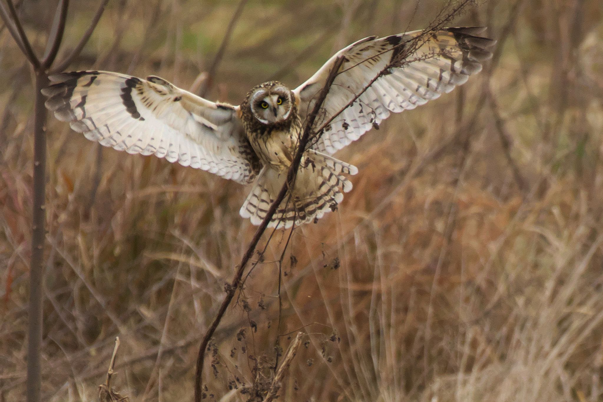  コミミズクの写真 by R/あーる