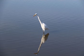 ダイサギ 深北緑地 2021年2月14日(日)